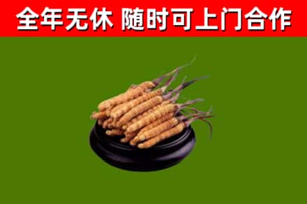 城区回收冬虫夏草